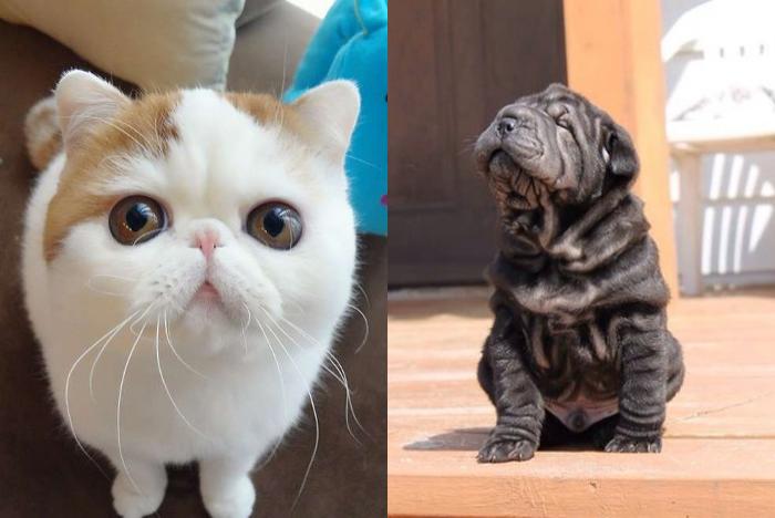 Cat Or Dog